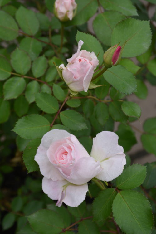 Morden Blush Rose Flower Close Up