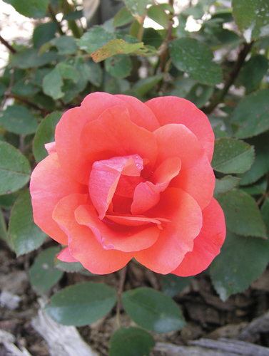 Morden Fireglow Rose Flower Close Up