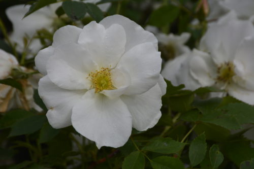 Morden Snowbeauty Rose Flower Close Up