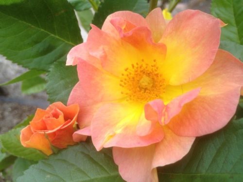 Morden Sunrise Rose Flower Close Up