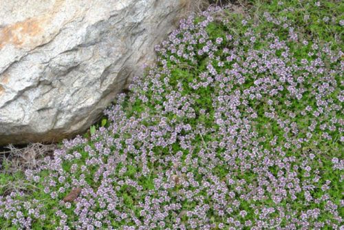 Mother of Thyme in Flower