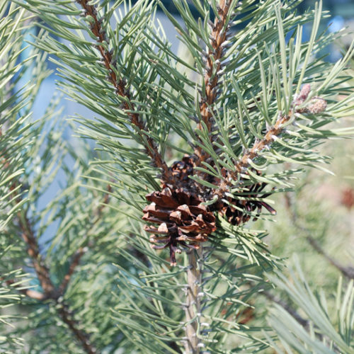 Mugo Pine Needles Close Up
