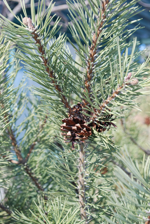 Mugo Pine Needles Close Up