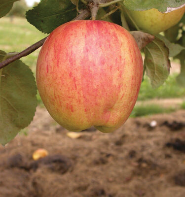 Norland Apple Fruit Close Up