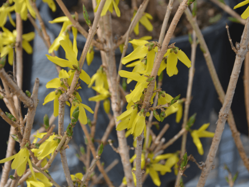 Image of Close-up of Northern Gold Forsythia flowers