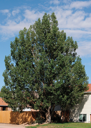 Northwest Poplar Full Tree