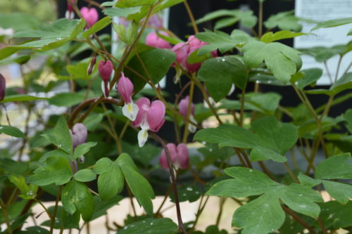 Old Fashioned Pink Bleeding Heart Flower Close Up