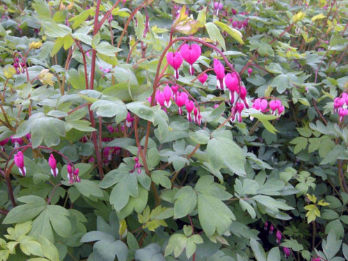 Old Fashioned Pink Bleeding Hearts in Flower