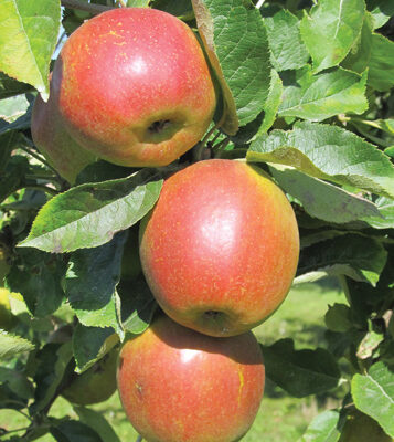 Parkland Apple Fruit Close Up