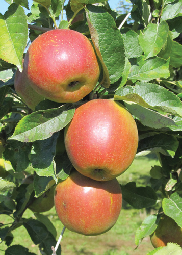 Parkland Apple Fruit Close Up