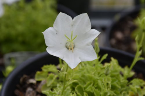 Pearl White Bellflower Flower Close Up