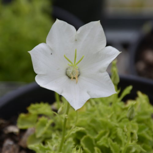 Pearl White Bellflower Flower Close Up