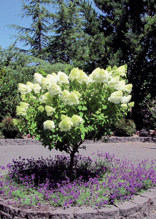 Peegee Hydrangea in Flower