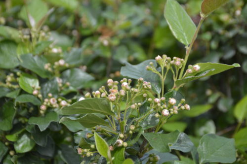 Peking-Hedge Cotoneaster Flower Close Up