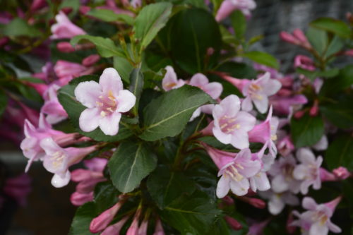 Polka Weigela Flower Close Up