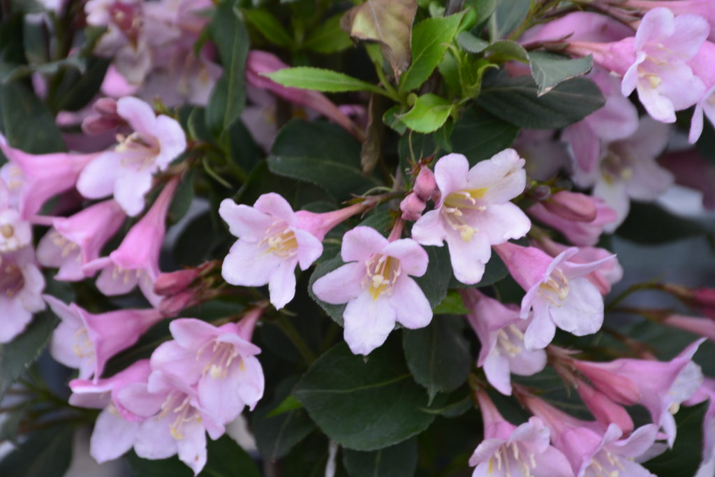 Polka Weigela • Kiwi Nurseries Ltd