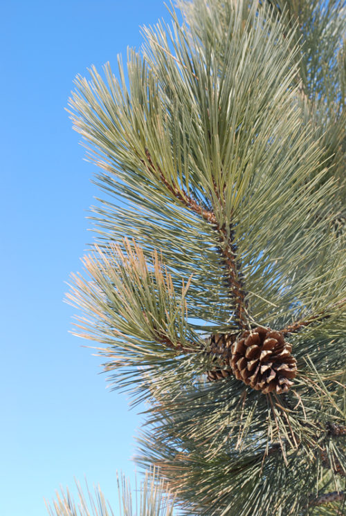 Ponderosa Pine Needles Close Up