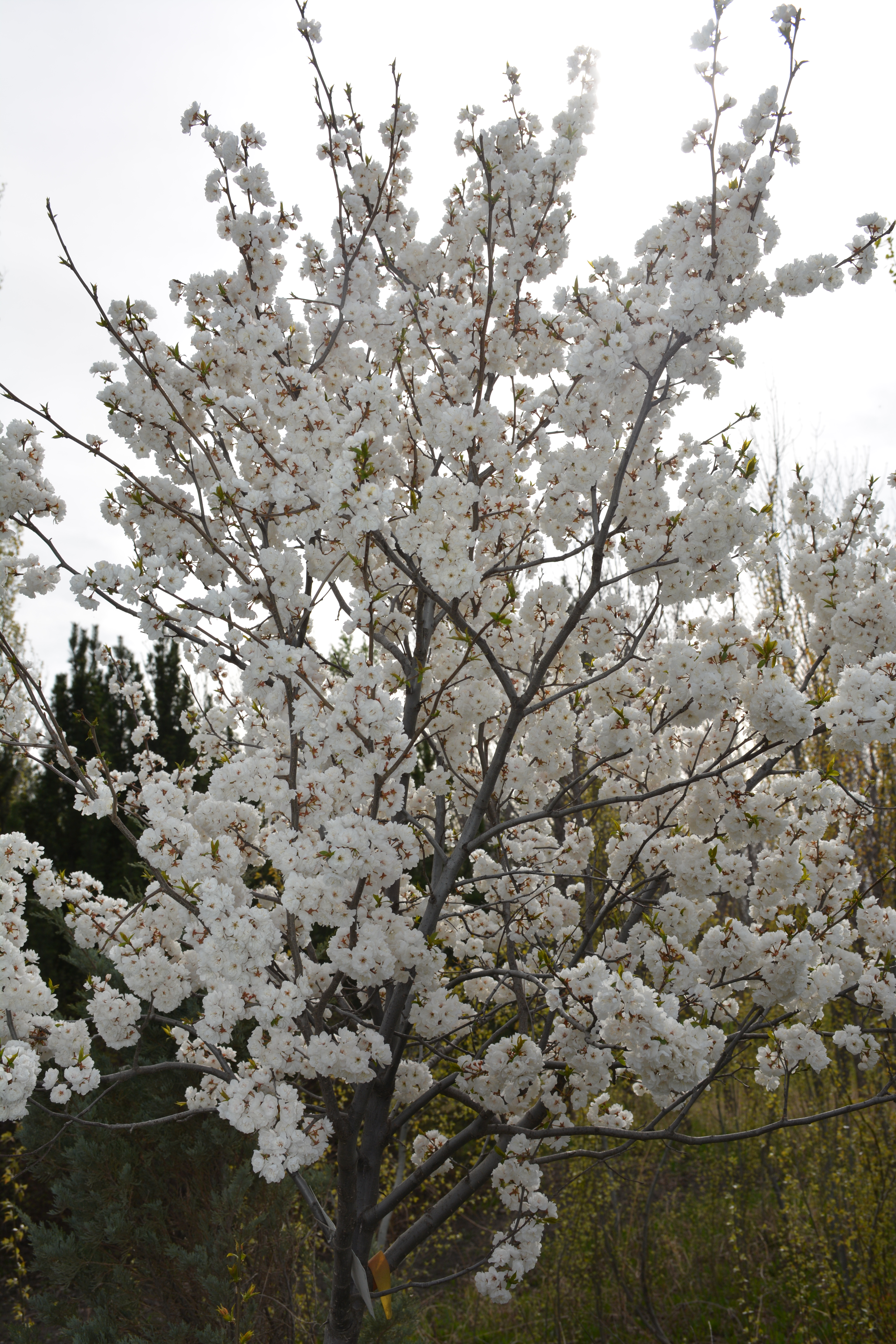 Princess kay plum tree