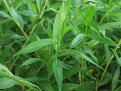 Pussy Willow Foliage Close Up