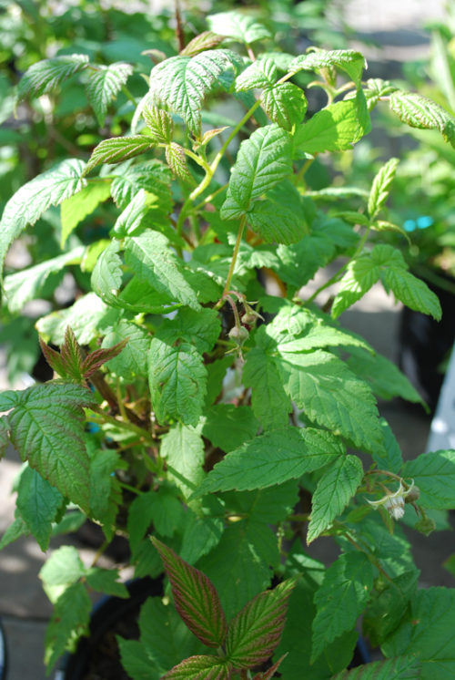 Red River Raspberry Foliage Close Up