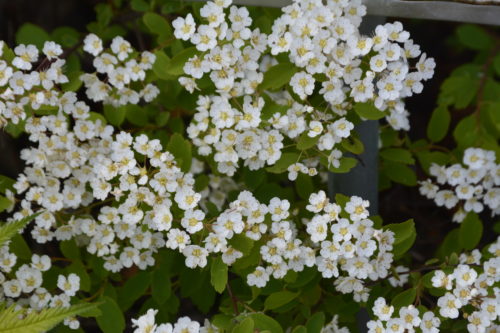 Renaissance Spirea Flower Close Up