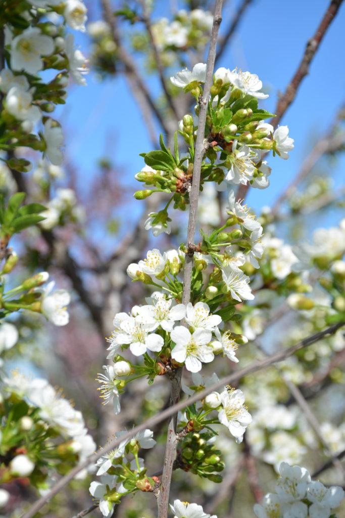 Romeo Cherry Tree • Kiwi Nurseries Ltd