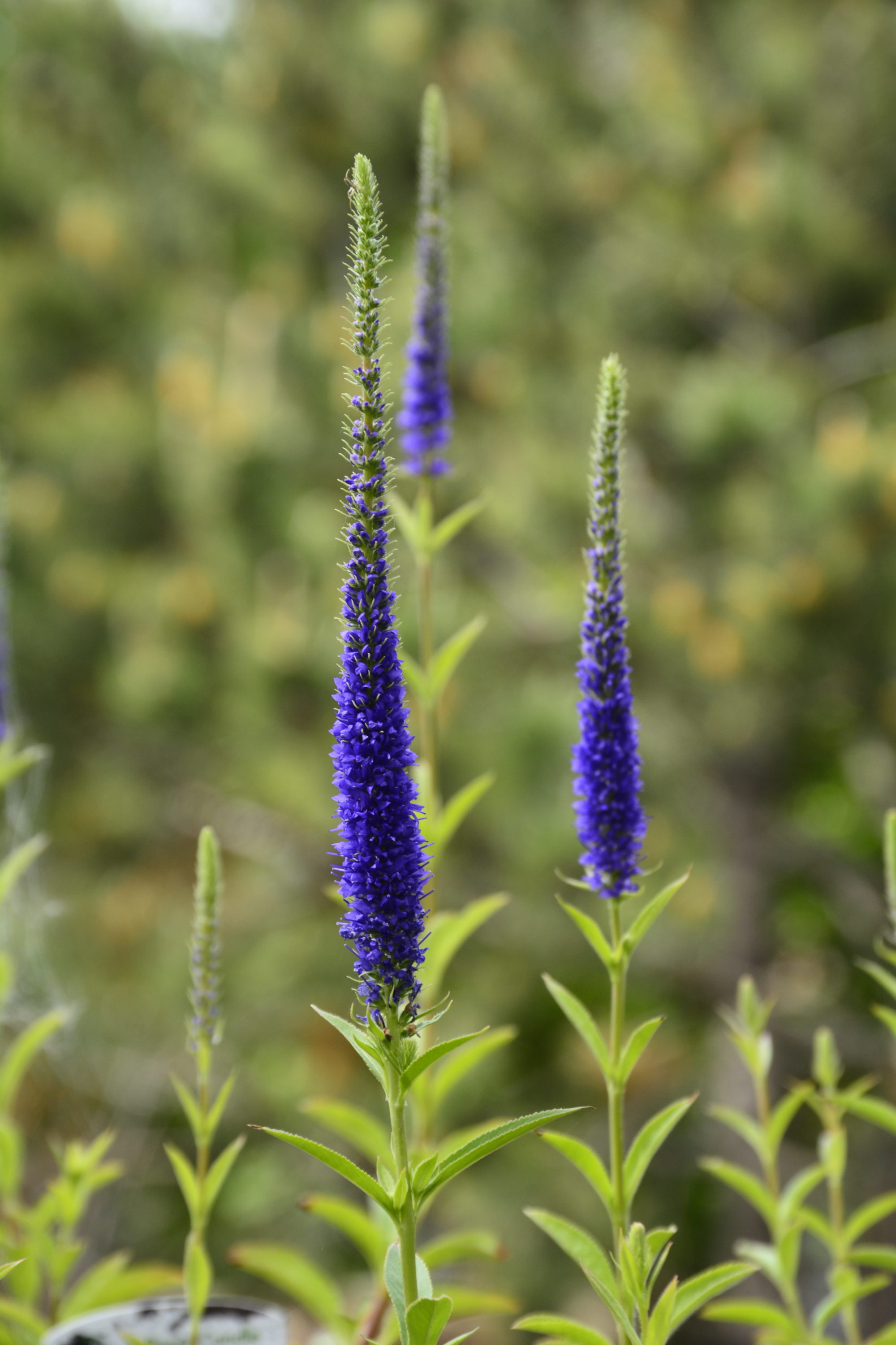 Royal Candles Speedwell Flower Close Up