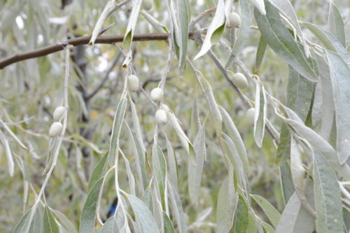 Russian Olive Fruit Close Up