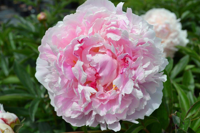 Sarah Bernhardt Peony Flower Close Up