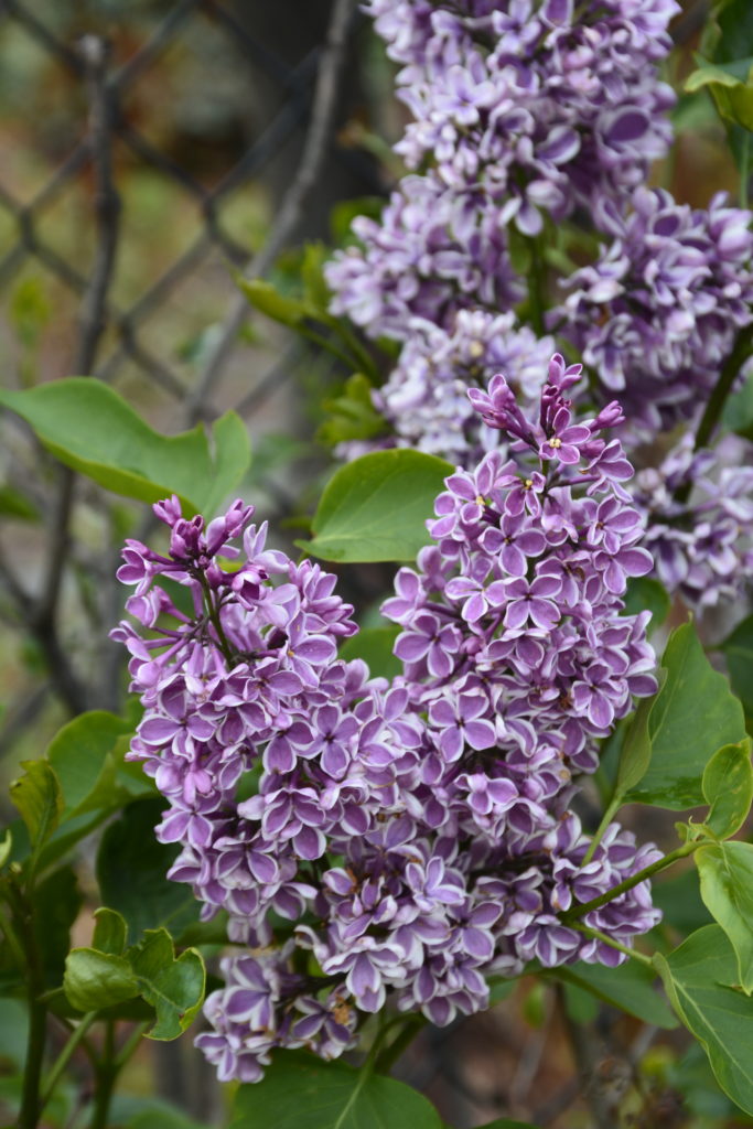 Sensation French Lilac • Kiwi Nurseries Ltd