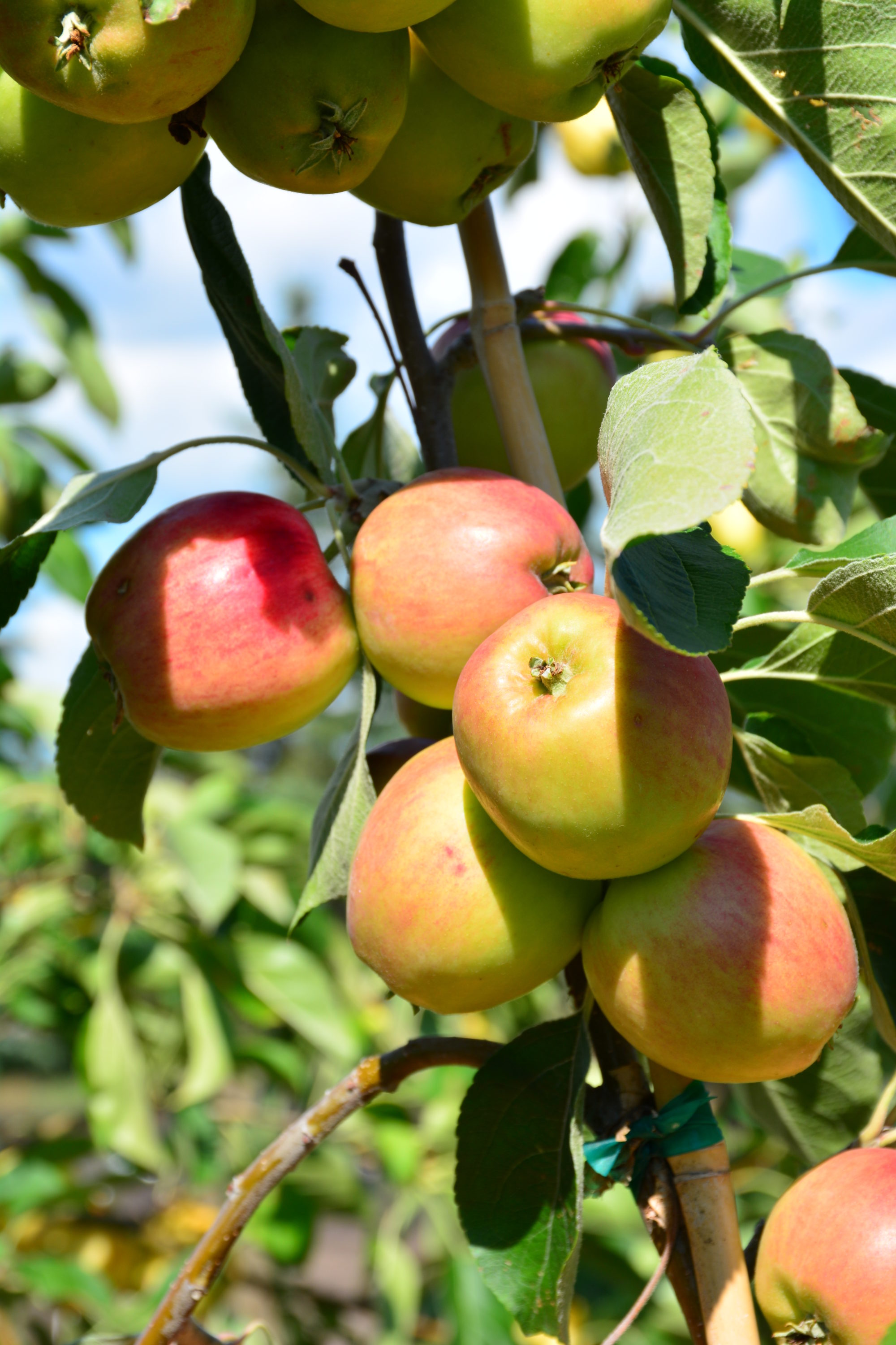 ruby rush apple