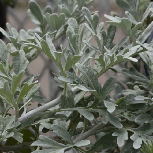 Silver Brocade Artemisia Foliage Close Up