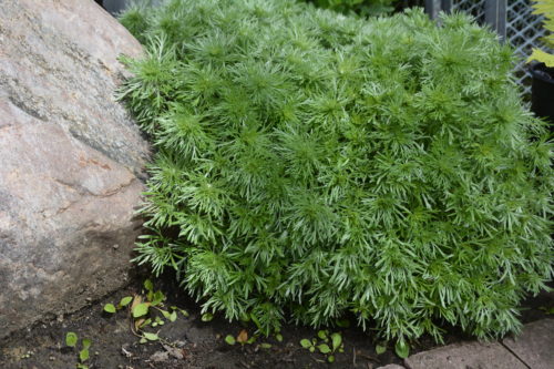 Silver Mound Artemisia in Full