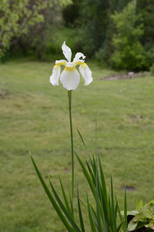 Snow Queen Siberian Iris in Flower
