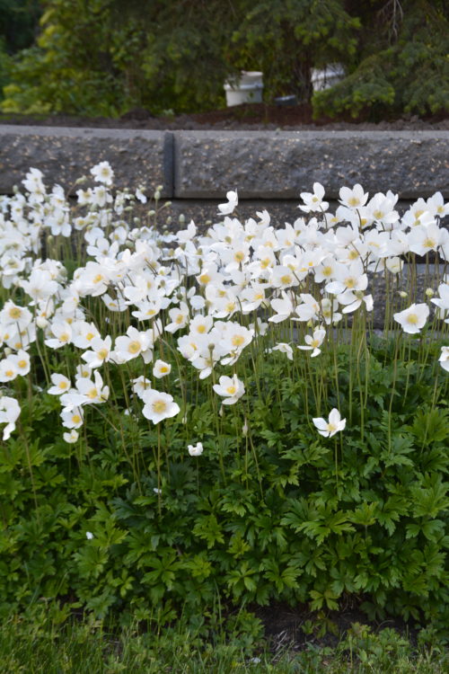 Snowdrop Anemone in Full