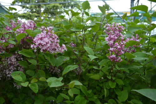 Tinkerbelle Lilac in Flower