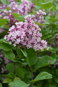 Tinkerbelle Lilac • Kiwi Nurseries Ltd