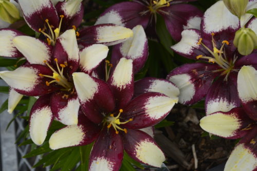 Tiny Padhye Lily Flower Close Up