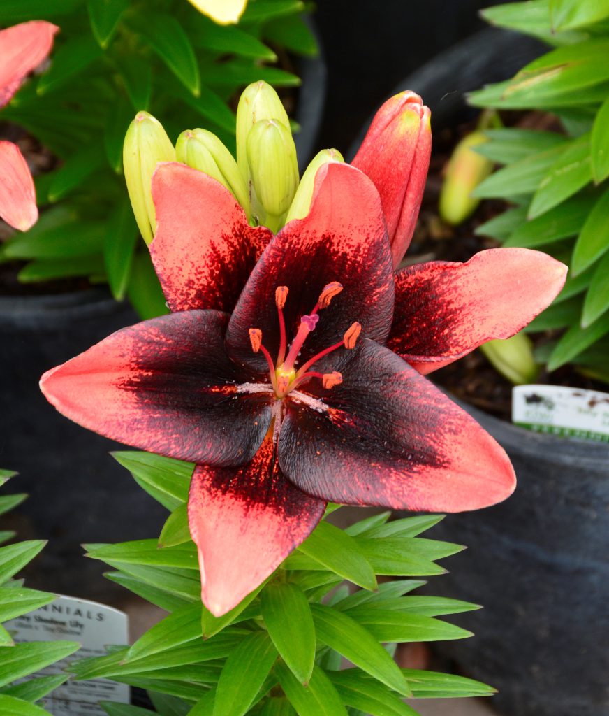 Tiny Shadow Dwarf Asiatic Lily • Kiwi Nurseries Ltd