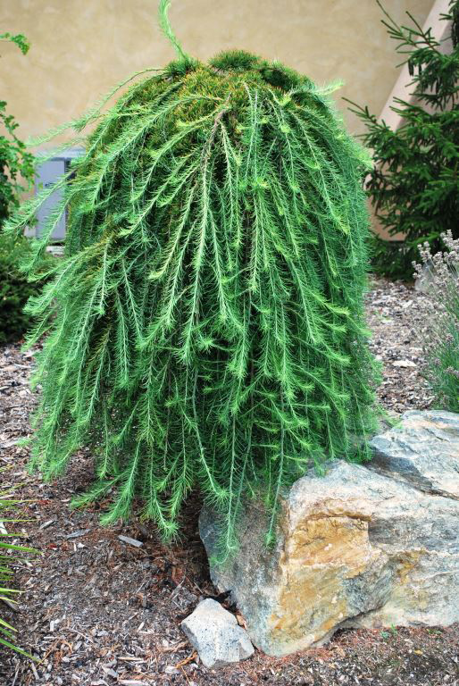 Columnar Blue Spruce • Kiwi Nurseries Ltd