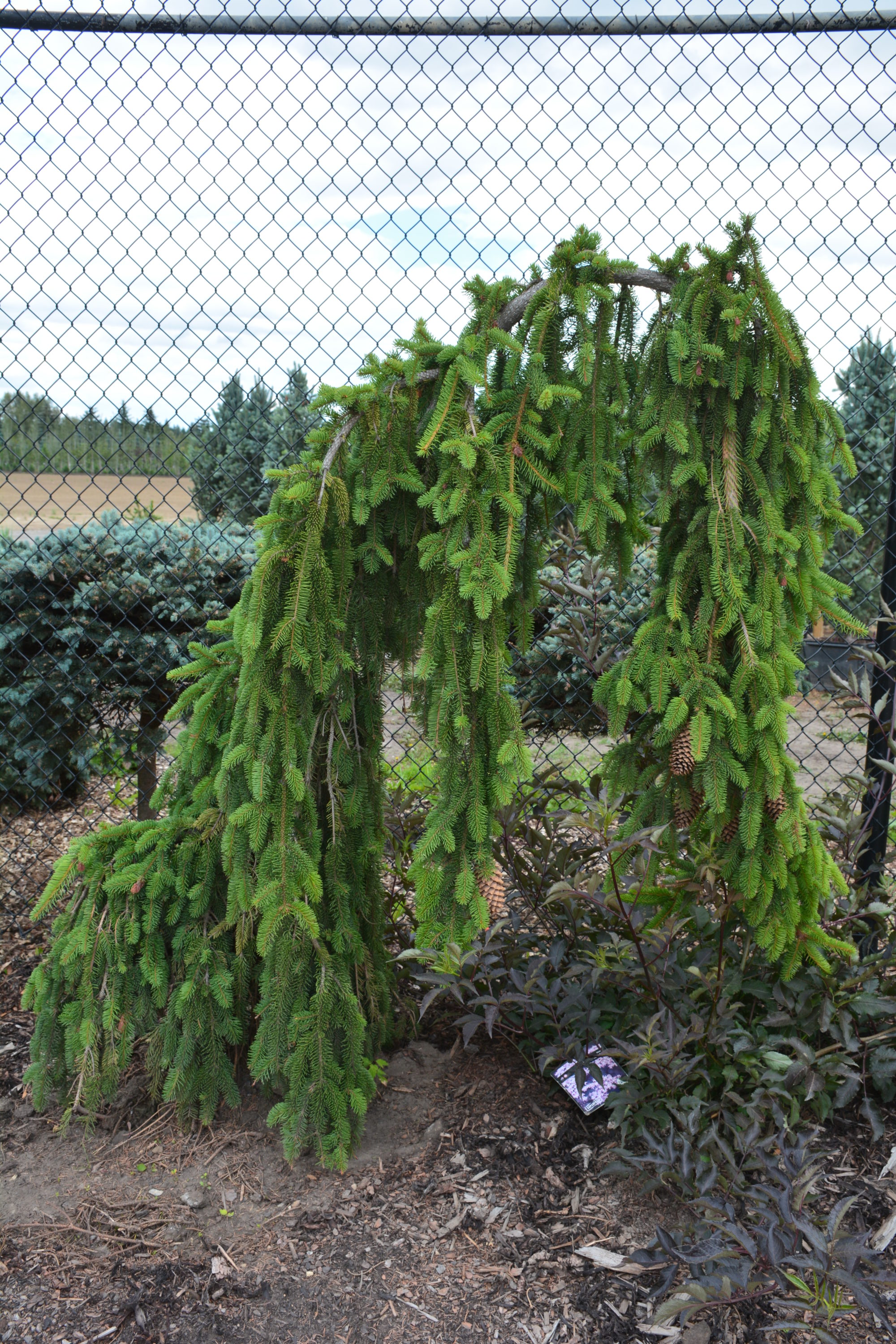 Weeping Norway Spruce Tree Care