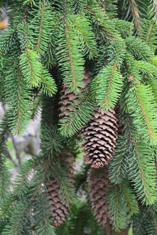 Weeping Norway Spruce Cone Close Up