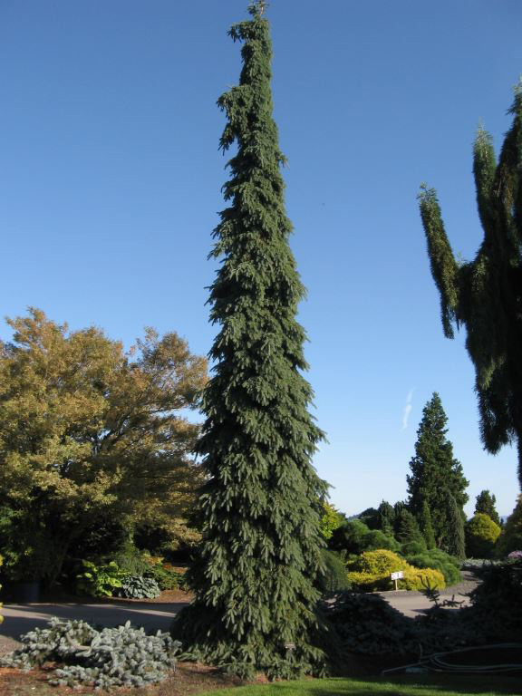 Weeping White Spruce Full Tree