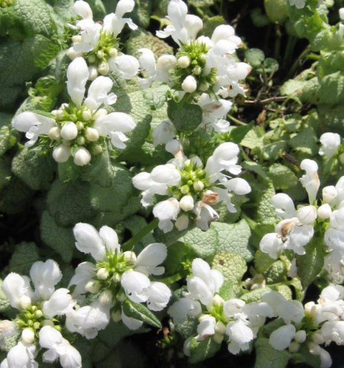 White Nancy Lamium Flower Close Up