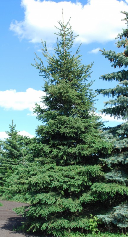 White Spruce Full Tree