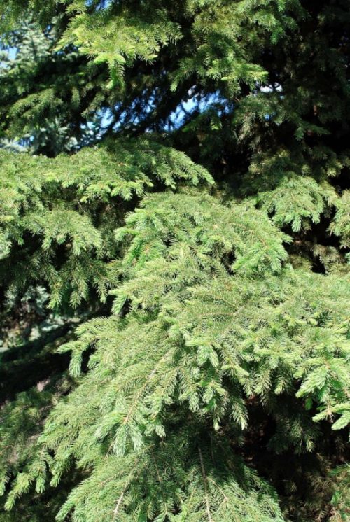 White Spruce Needles Close Up