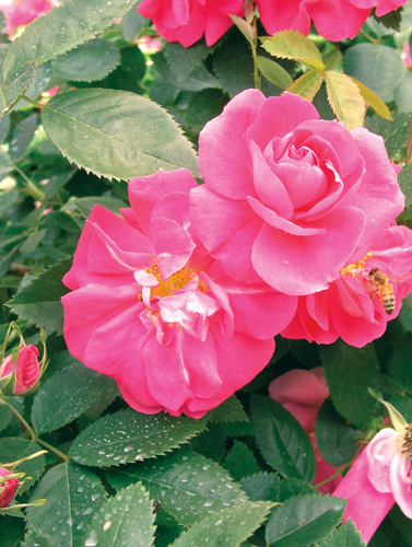 William Baffin Rose Flower Close Up