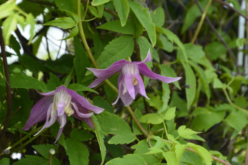 Willy Clematis Flower Close Up