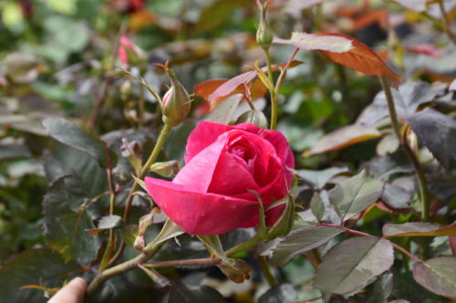 Winnipeg Parks Rose Flower Close Up