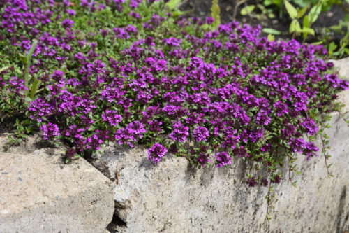 Wooly Thyme in Flower